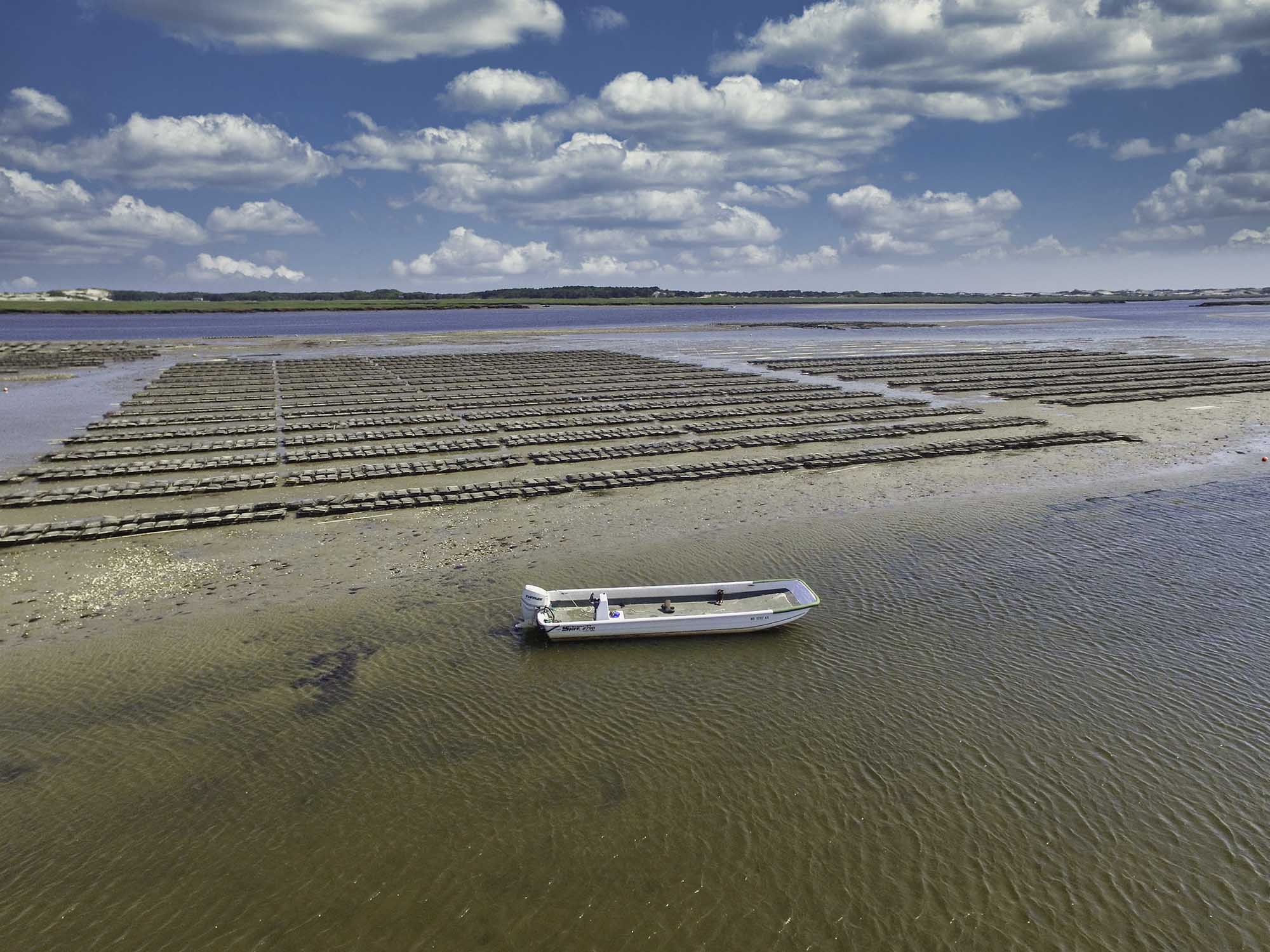 Cape Cod Oyster Company